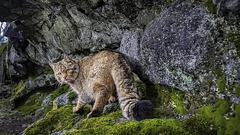 Vladimír Čech Jr A rare wildcat photographed by camera trap in the Doupov Mountains, Czech Republic (Credit: Vladimír Čech Jr)