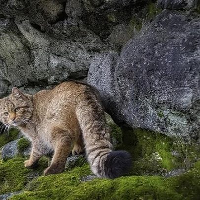 Bicho misterioso retorna às florestas europeias; imagens raras do 'gato fantasma'