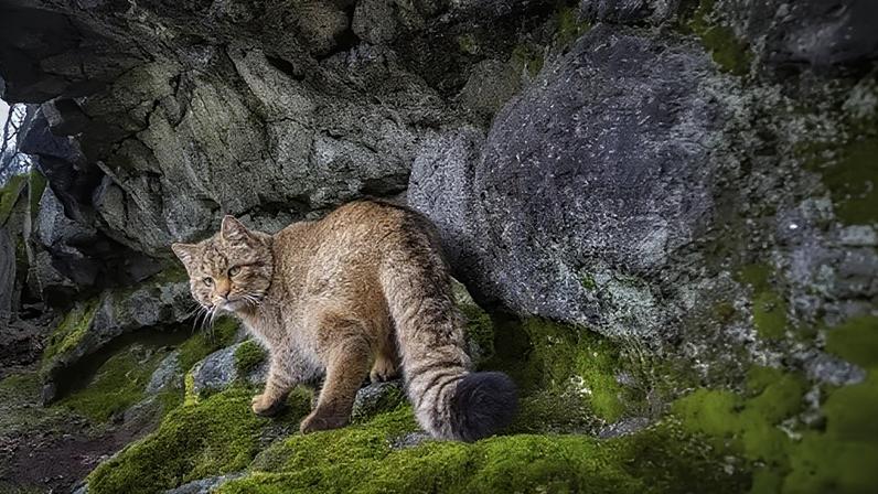 Bicho misterioso retorna às florestas europeias; imagens raras do 'gato fantasma'