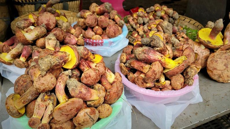 Colin Domnauer Bowls containing piles of brown mushrooms with bright yellow undersides (Credit: Colin Domnauer)
