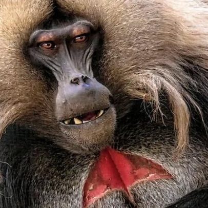 O que os animais podem nos ensinar a vencer a tirania