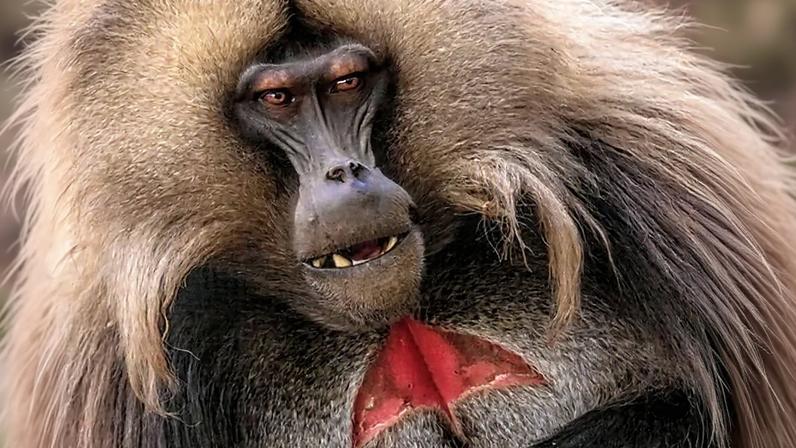 A close-up of a wild male Gelada baboon in the Simian mountains, Ethiopia (Credit: Alamy)