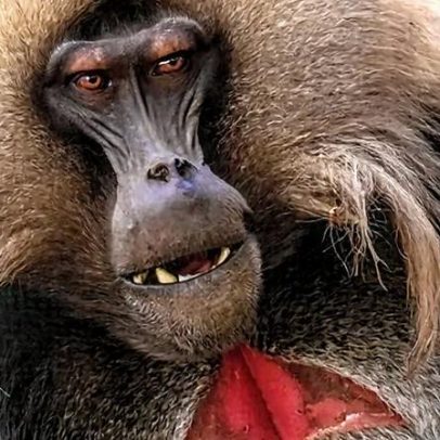 O que animais podem ensinar sobre superar a tirania
