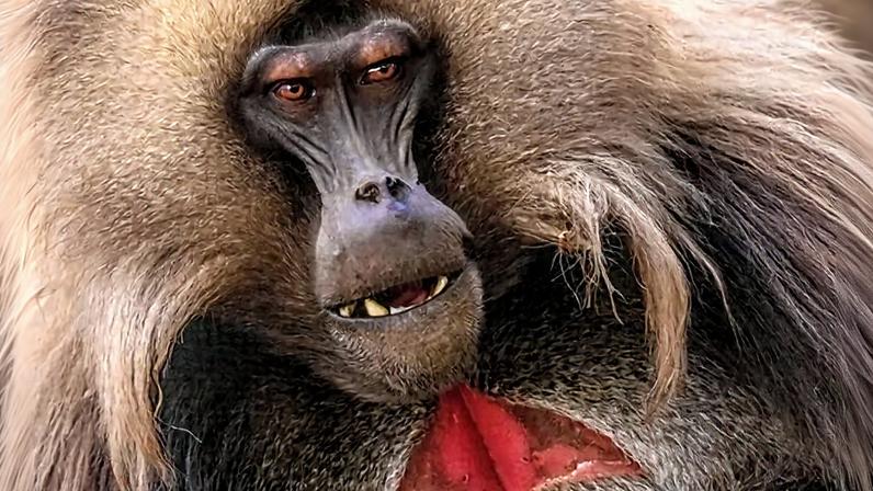 A close-up of a wild male Gelada baboon in the Simian mountains, Ethiopia (Credit: Alamy)
