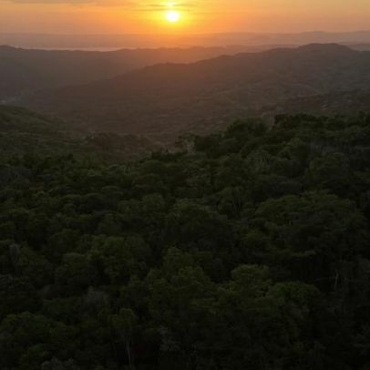 Nitrogênio pode acelerar a regeneração de árvores jovens em florestas tropicais