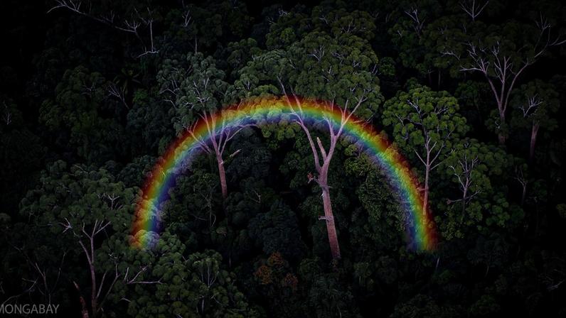 Conservação baseada em IA só é ética com liderança indígena