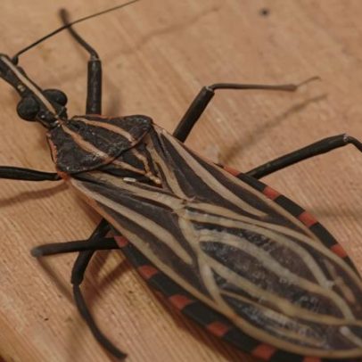 Ananindeua, no Pará, registra surto de doença de Chagas