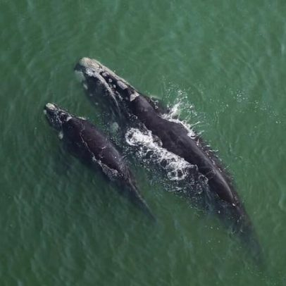 Tornar 60% dos oceanos gerenciáveis