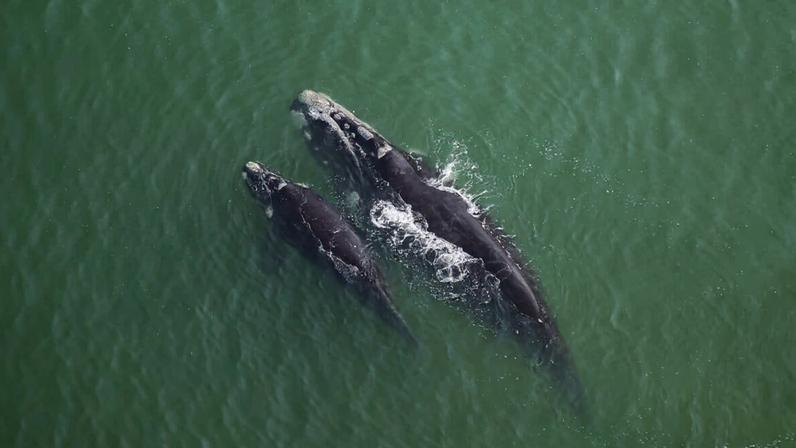 Southern right whales in South Africa. Photo credit: Rhett A. Butler