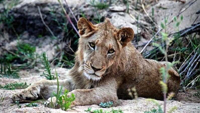 A lion in South Africa. Image by Rhett A. Butler/ Mongabay.