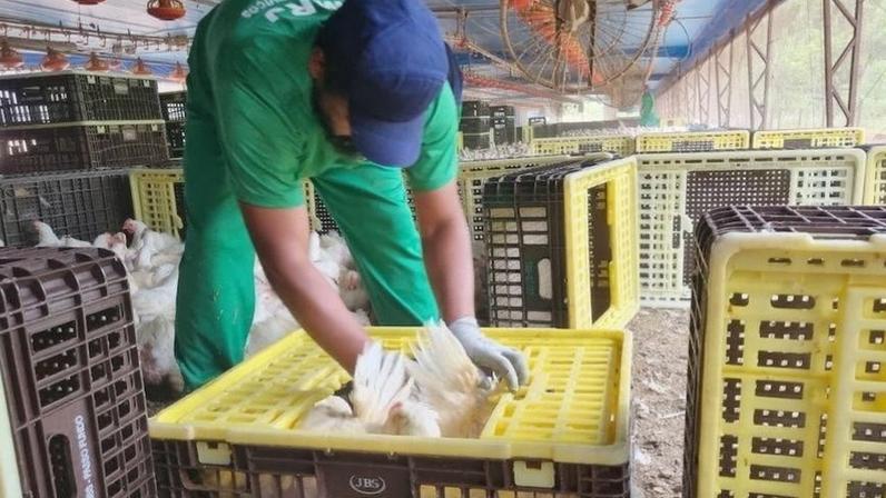Trabalhador da MRJ em granja: caso levou JBS Aves a ser autuada por mão de obra análoga à escrava