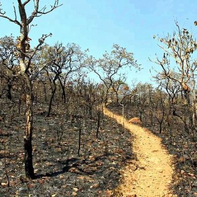 Mais de 55% da vegetação nativa do Cerrado já foi perdida