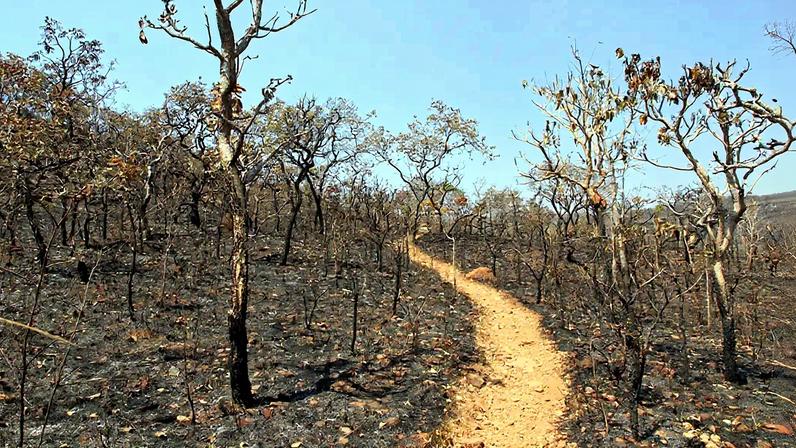 Fotografia da trilha arenosa ao longo de um trecho queimado do cerrado, uma ecorregião de savana tropical do Brasil.