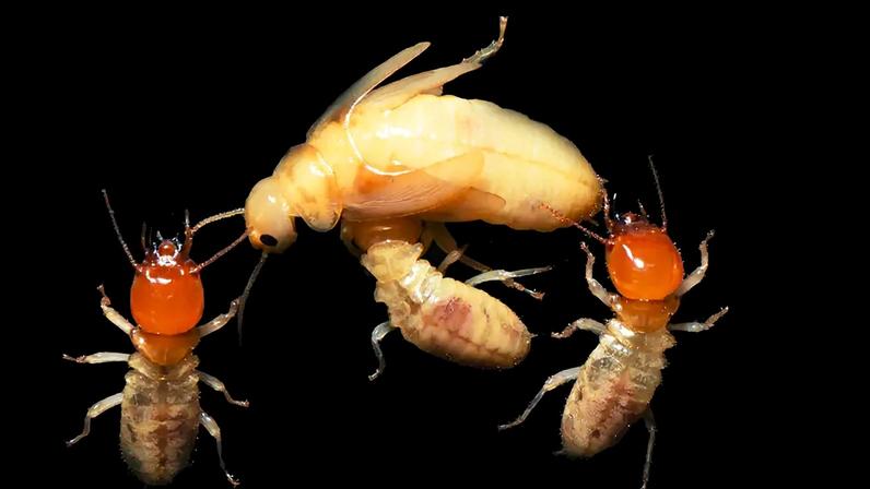 Fotografia da casta reprodutiva de Mastotermees darwiniensis sendo limpa por uma operária (ao centro), com soldados à esquerda e à direita.