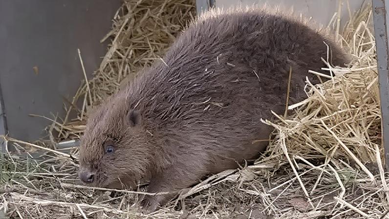 The family of four beavers have been released into the West Glen River near Grantham, Lincolnshire