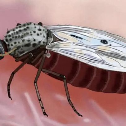 Pesquisa alerta sobre riscos do vírus Oropouche para gestantes no Brasil