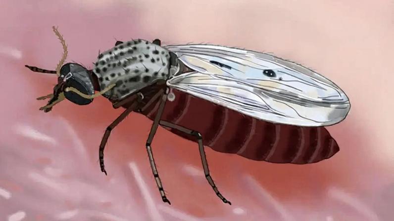 Ilustração fiel do inseto transmissor do vírus Oropouche, o Culicoides paraensis.
