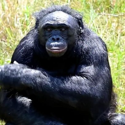 Chimpanzé é capaz de brincadeiras de faz-de-conta; entenda como
