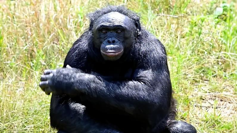 Imagem do chimpanzé Kenzi.
