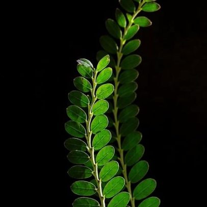 Quebra-pedra: benefícios para virar medicamento no Brasil