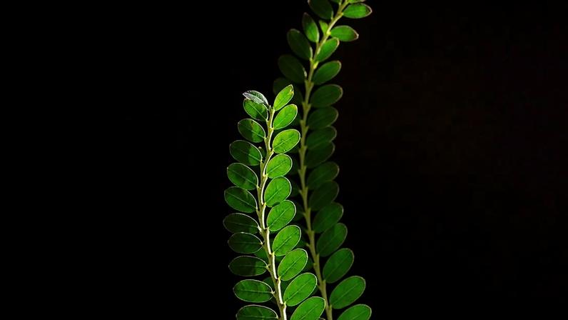 Quebra-pedra: benefícios para virar medicamento no Brasil