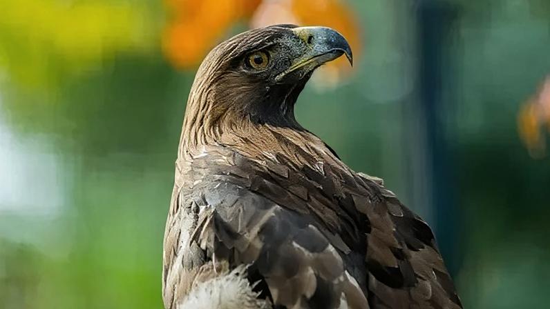 A project to boost golden eagle numbers has raised concerns about the project