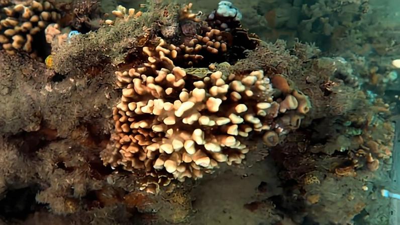 Fotografia de um Colônia de Millepora nitida em Recife de Fora, sul da Bahia, parcialmente branqueada após onda de calor de 2023.