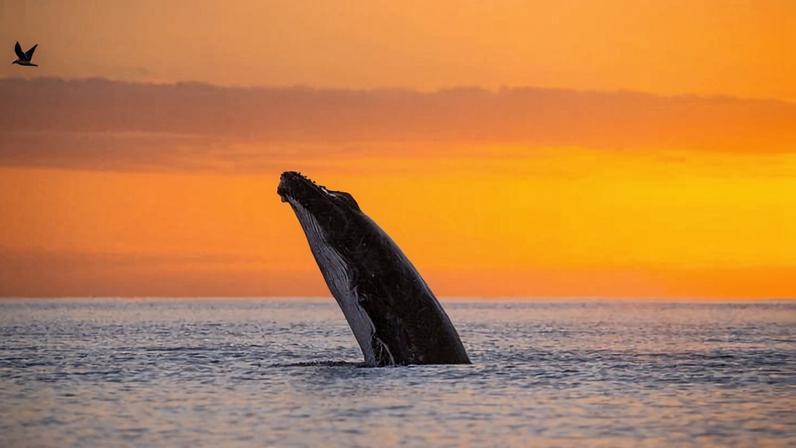 A humpback whale (*Megaptera novaeangliae*) off Western Australia. Image courtesy of Dani Escayola/Ocean Image Bank.