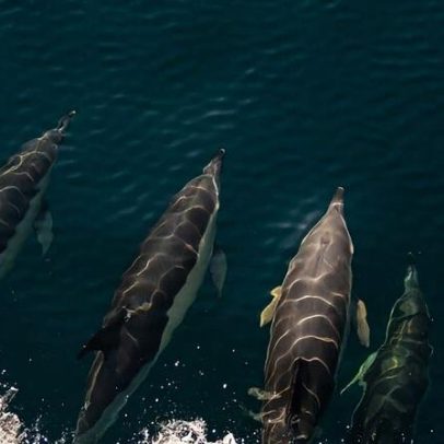 Trump abre para pesca o único monumento marinho nacional dos EUA no Atlântico