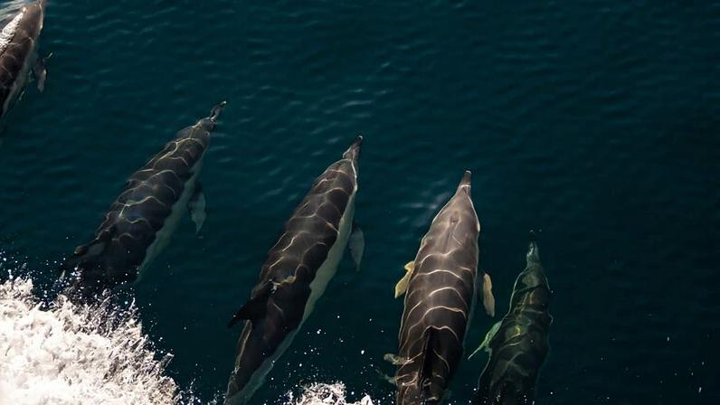Common dolphins (Delphinus delphis) ride the bow wave of a research vehicle in the Northeast Canyons and Seamounts Marine National Monument in 2024.