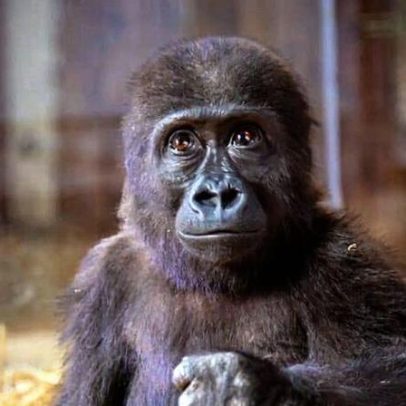 Filhote de gorila apreendido de traficantes sofre em zoológico turco