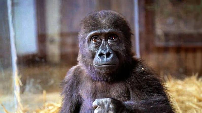 A photo of Zeytin posted by the Turkish Ministry of Agriculture and Forestry on Facebook in December 2024. No further updates have been provided since the country announced it will not send Zeytin back to Africa.