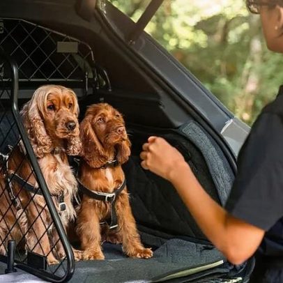 Bentley lança linha de acessórios para cães como passageiros VIP