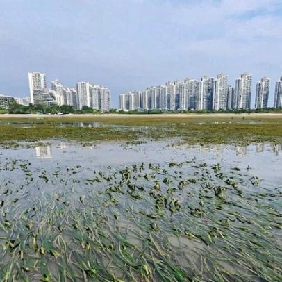 Restauro de gramíneas marinhas na Malásia com abordagem multiespécie acelera recuperação