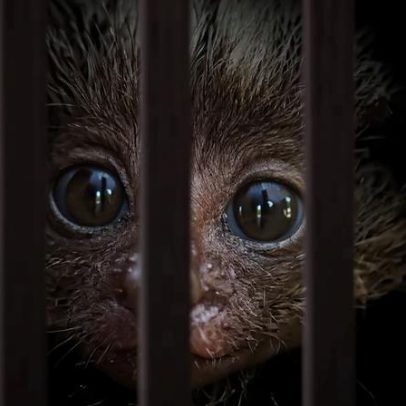 Novas tecnologias fortalecem a luta global contra o tráfico de animais silvestres