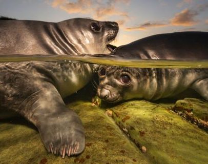 Filhotes de foca brincalhões vencem prêmio de foto subaquática
