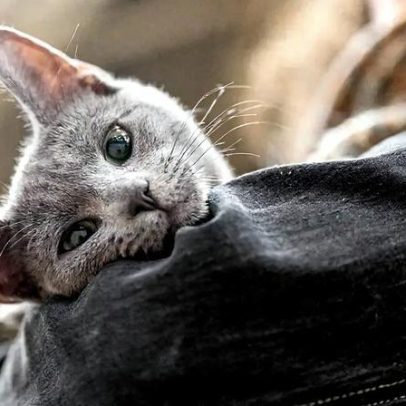 Ronronar, não o miado, revela a identidade de gatos, segundo estudo