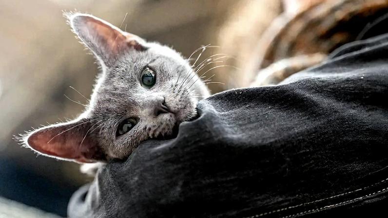 Um gato com a cabeça repousada sobre os braços de uma pessoa.