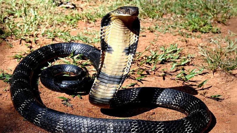 A king cobra courtesy of Michael Allen Smith via Wikipedia CC (BY-SA 2.0)