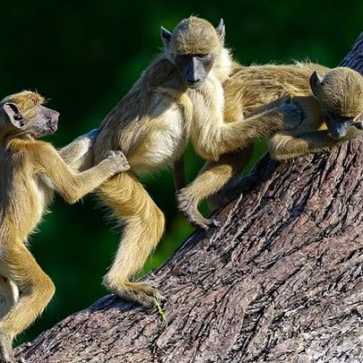 Rivalidades entre irmãos babuínos sugerem que eles também sentem ciúmes