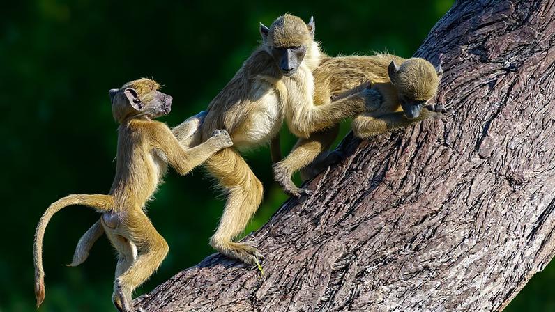 Fotografia de três babuínos brincando de lutar em um tronco de árvore.
