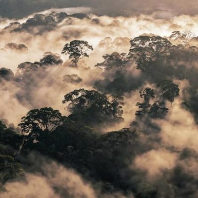Florestas não apenas armazenam carbono; salvam vidas, dizem cientistas