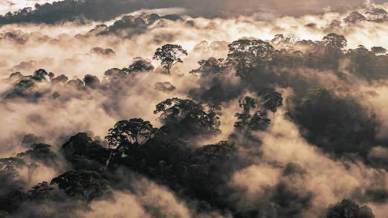Rainforest in Brunei in 2025. Photo by Rhett Ayers Butler