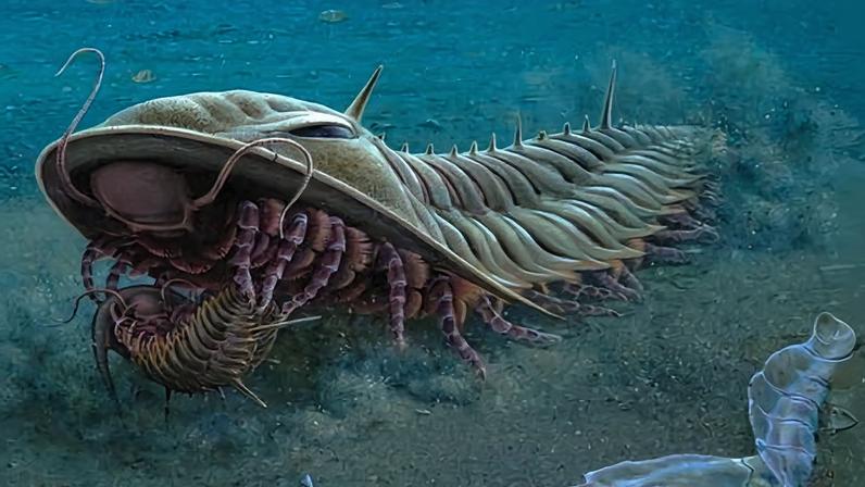 An illustration of trilobite Redlichia rex by Peter Trusler which will appear on a new series of stamps.
