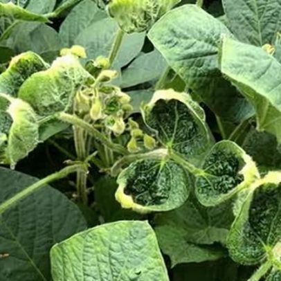 EPA de Trump reaprova dicamba para algumas culturas GM