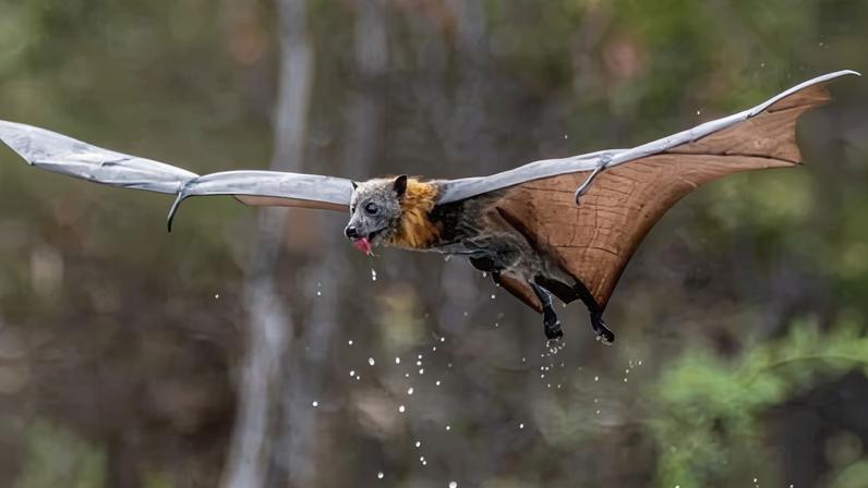 Temperatures above 42C are known to cause mortality in flying foxes. Thousands have died nationally since the start of January this year.