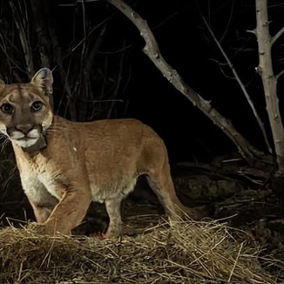 Pumas da Califórnia passam a proteção sob a Lei de Espécies Ameaçadas