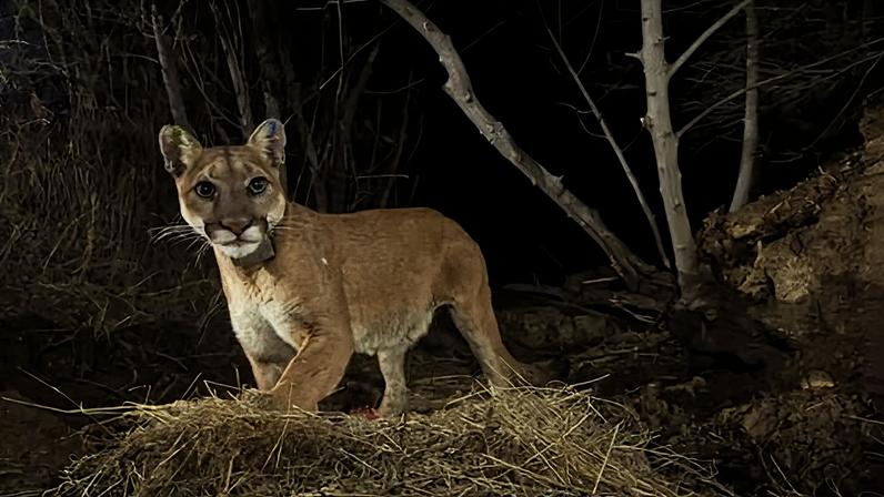 The female mountain lion P-35 in the Santa Susana mountains in southern California.