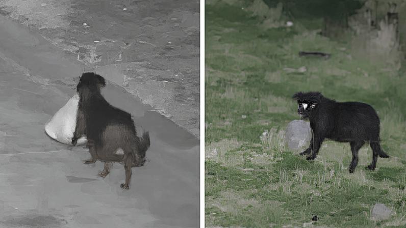 Fly-tipping dog caught on CCTV in Sicily – video