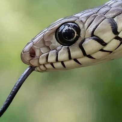 Crise de picadas de cobra na Índia mata dezenas de milhares todos os anos
